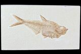 Diplomystus Fossil Fish - Wyoming #81452-1